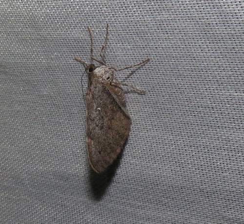 iNaturalist observation photo of Butterflies and Moths