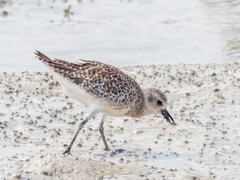 Pluvialis squatarola