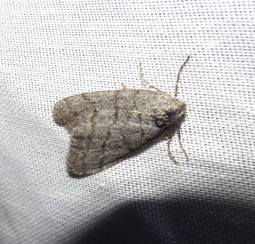 iNaturalist observation photo of Butterflies and Moths