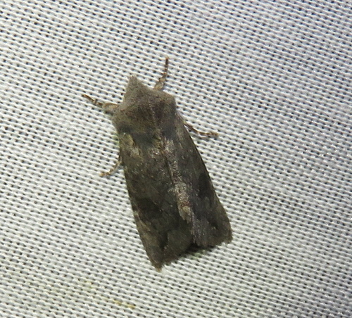 iNaturalist observation photo of Butterflies and Moths