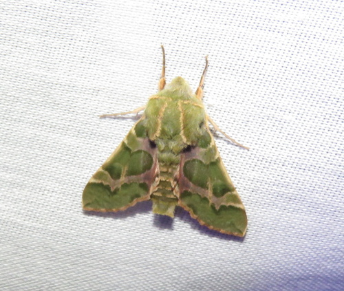 iNaturalist observation photo of Pacific Green Sphinx