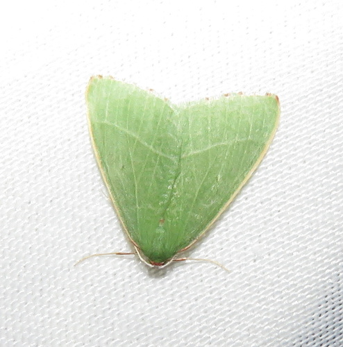 iNaturalist observation photo of Nemoria