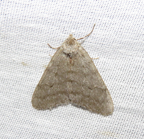 iNaturalist observation photo of Walnut Spanworm Moth