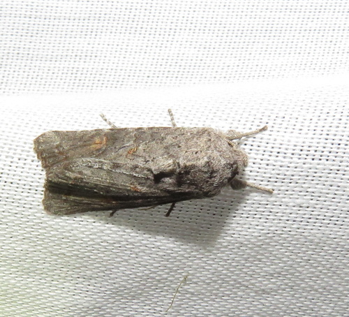iNaturalist observation photo of Cutworms and Dart Moths