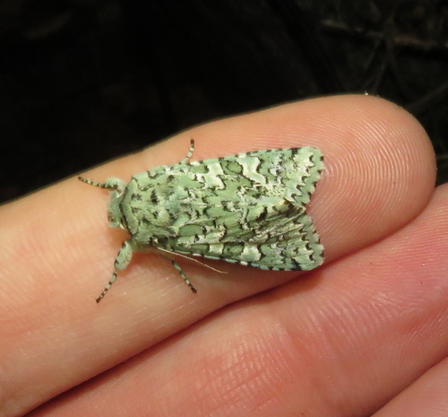 iNaturalist observation photo of Feralia februalis