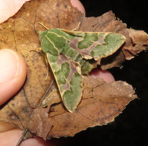 iNaturalist observation photo of Pacific Green Sphinx