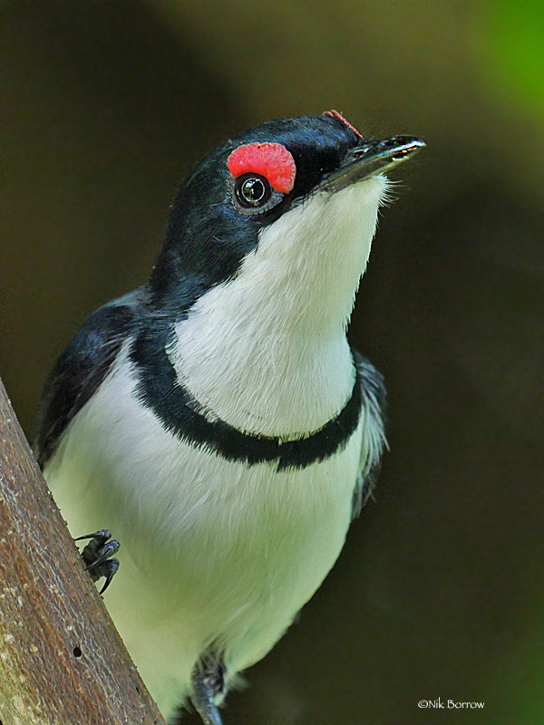Black-Throated Wattle-Eye