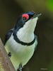 Black-throated Wattle-Eye - Photo (c) Nik Borrow, some rights reserved (CC BY-NC)