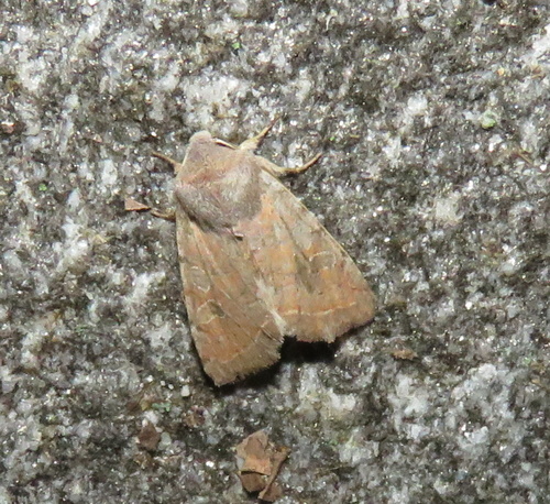 iNaturalist observation photo of Orthosia