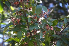 Rhus schiedeana