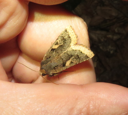 iNaturalist observation photo of Orthosia praeses