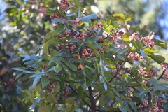 Rhus schiedeana