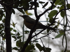 Turdus migratorius confinis
