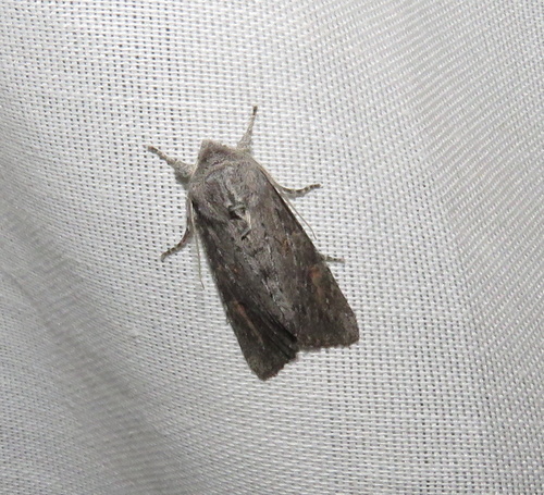 iNaturalist observation photo of Cutworm Moths and Allies