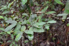Ilex brandegeeana