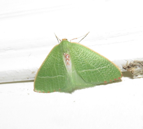 iNaturalist observation photo of Nemoria pulcherrima