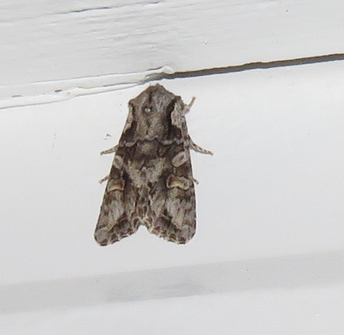 iNaturalist observation photo of Egira