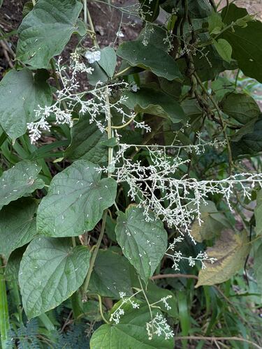 Poranopsis paniculata observed 2025-12-26