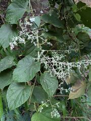 Poranopsis paniculata