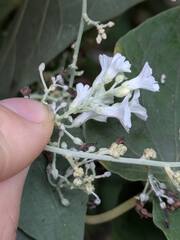 Poranopsis paniculata, photograph (c) Kevin Faccenda, some rights reserved (CC BY)