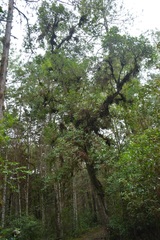 Ilex brandegeeana