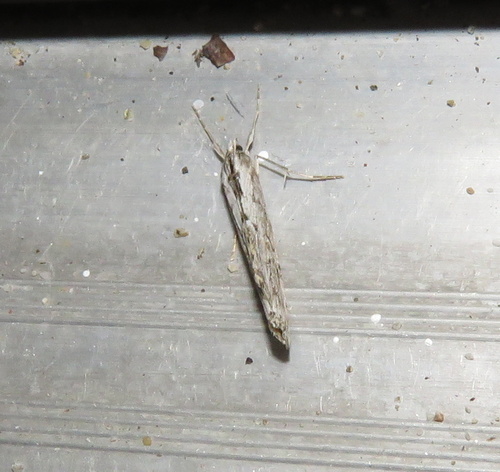 iNaturalist observation photo of Butterflies and Moths