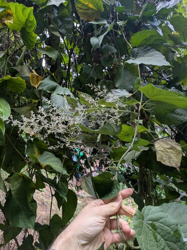 Poranopsis paniculata, photograph 4