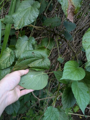 Poranopsis paniculata, photograph 5