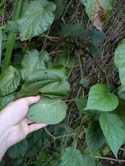 Poranopsis paniculata, photograph (c) Kevin Faccenda, some rights reserved (CC BY)