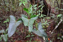 Anthurium lucens