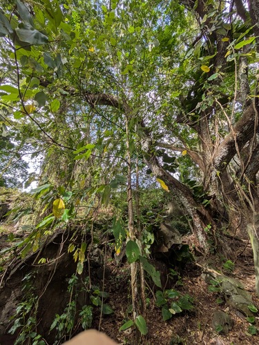 Mallotus philippensis observed 2025-12-26