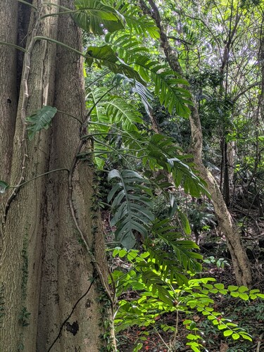 Epipremnum pinnatum observed 2025-12-26