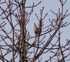 Streptopelia decaocto