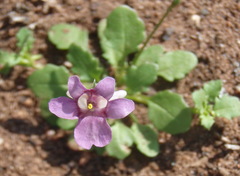 Diascia capensis
