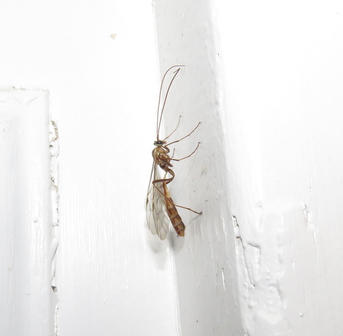 iNaturalist observation photo of Ophion