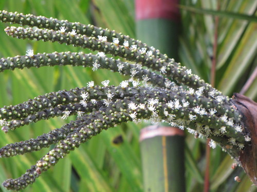 Cyrtostachys renda