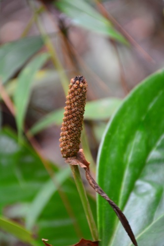 Anthurium lucens, photograph 1