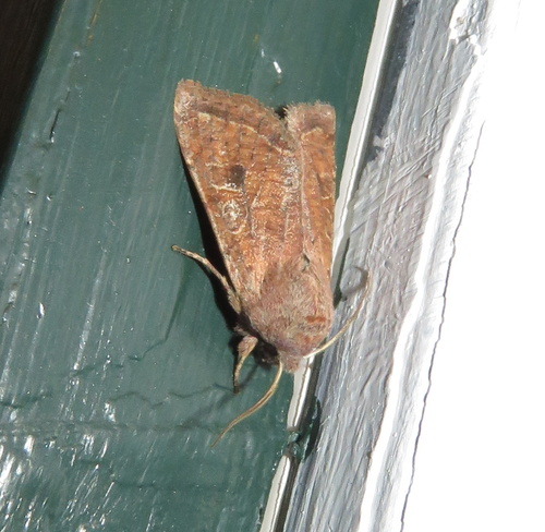 iNaturalist observation photo of Orthosia
