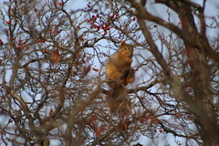 Sciurus niger