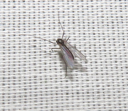 iNaturalist observation photo of Non-biting Midges