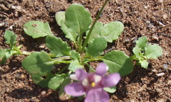 Diascia capensis