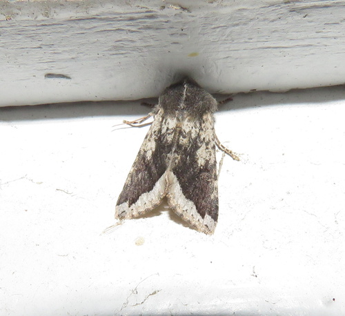 iNaturalist observation photo of Orthosia erythrolita