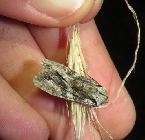 iNaturalist observation photo of Butterflies and Moths