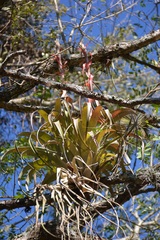 Tillandsia belloensis