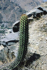 Haageocereus acranthus