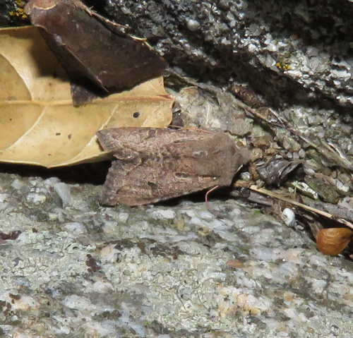iNaturalist observation photo of Orthosia erythrolita