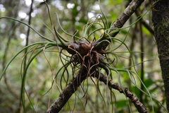 Tillandsia butzii