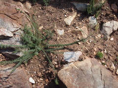 Hebenstretia robusta