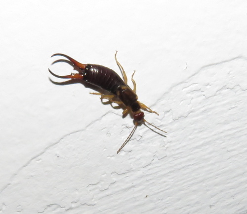 iNaturalist observation photo of Western Earwig