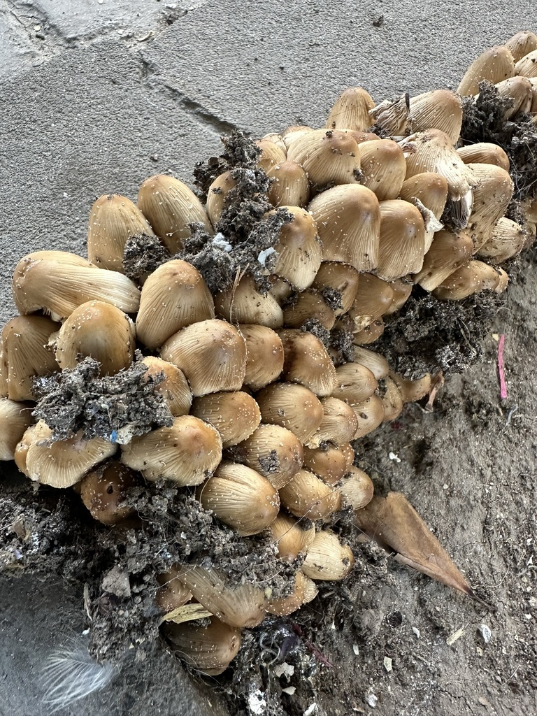 Coprinellus micaceus · November 2025 · photo: © carancho (iNaturalist, cc-by)
